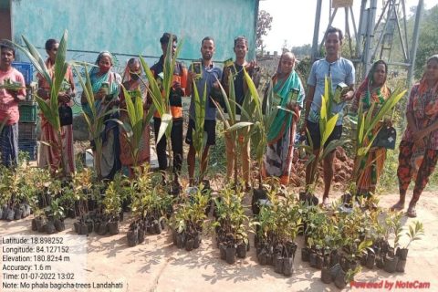 Tree Plantation